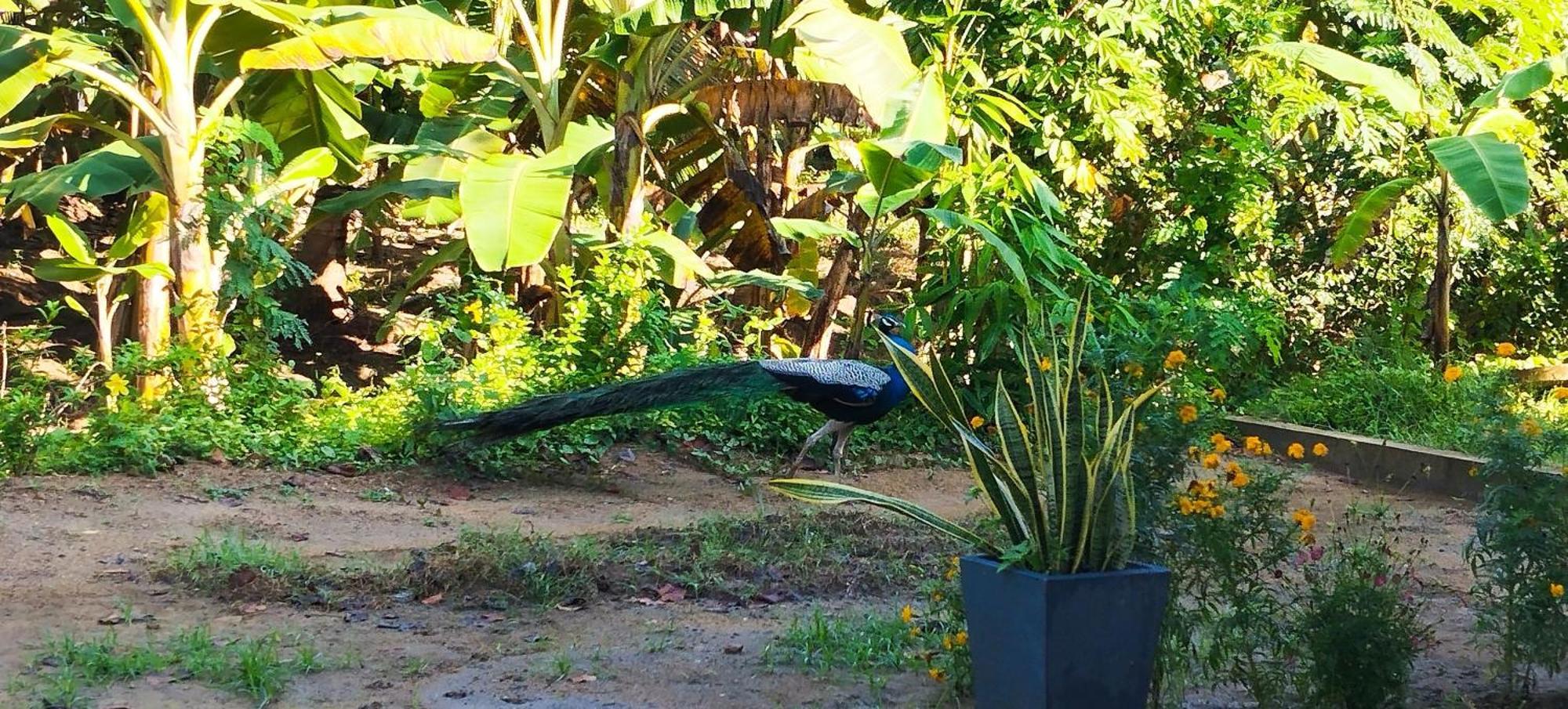 مبيت وإفطار تانجالي Eco Nest Marakolliya المظهر الخارجي الصورة