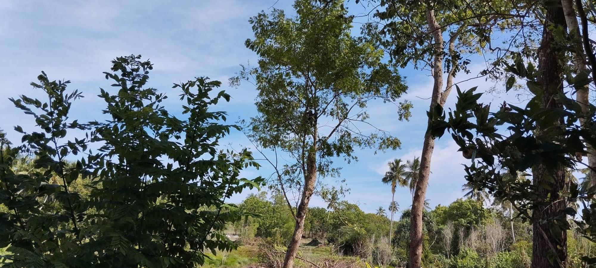مبيت وإفطار تانجالي Eco Nest Marakolliya المظهر الخارجي الصورة